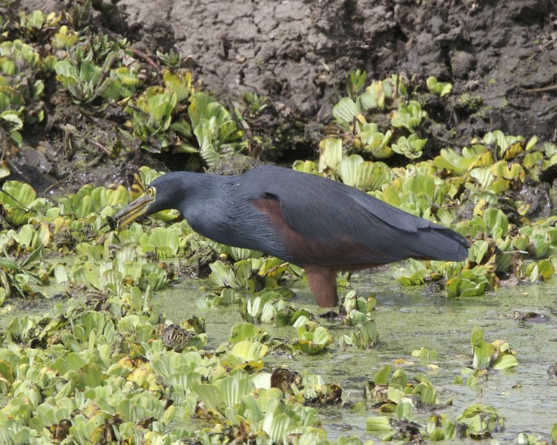 image Rufous-bellied Heron